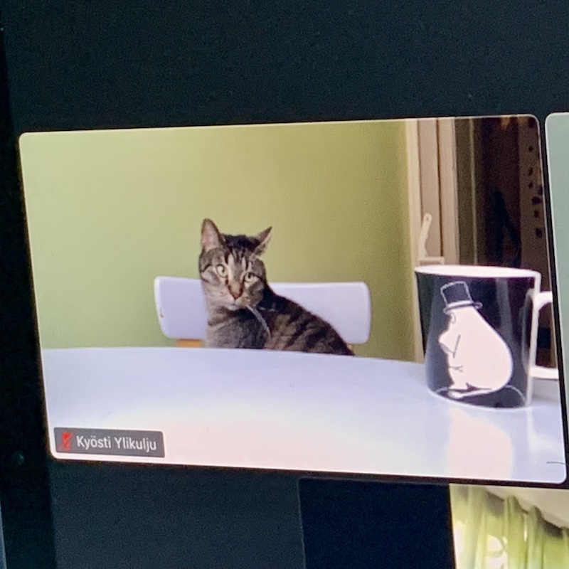 Harmaa-raidallinen Rikhard-kissa tuijottaa kahvikuppia Zoom-lähetyksessä